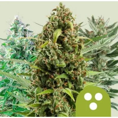 Royal Queen Seeds Cannabis Seeds Autoflowering Mix 3 Pcs Royal Queen Seeds Cannabis Seeds Autoflowering Mix 3 Pcs