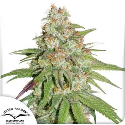 Dutch Passion Cannabis Seeds Glueberry O.G.® Feminized 5 Pcs Dutch Passion Cannabis Seeds Glueberry O.G.® Feminized 5 Pcs