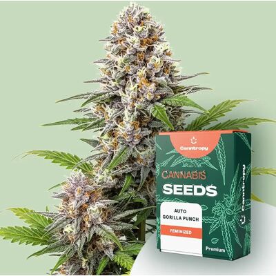 Canntropy Auto Gorilla Punch - Seeds Canntropy Auto Gorilla Punch - Seeds