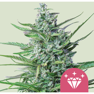 Royal Queen Seeds Cannabis Seeds Special Kush #1 Feminized 3 Pcs Royal Queen Seeds Cannabis Seeds Special Kush #1 Feminized 3 Pcs