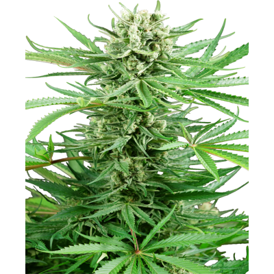 Sensi Seeds Papi Chulo OG Feminized - Cannabis Seeds - High Yield Sensi Seeds Papi Chulo OG Feminized - Cannabis Seeds - High Yield