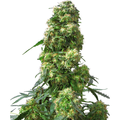 Sensi Seeds Cannabis Seeds Early Skunk® Feminized, 3-25 Pcs 10 Pcs Sensi Seeds Cannabis Seeds Early Skunk® Feminized, 3-25 Pcs 10 Pcs