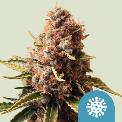 Royal Queen Seeds - Euphoria - Feminized - High CBD - Seeds Royal Queen Seeds - Euphoria - Feminized - High CBD - Seeds