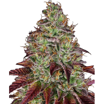 Sensi Seeds Cannabis Seeds Tezla Og Feminized, 3-10 Pcs 10 Pcs Sensi Seeds Cannabis Seeds Tezla Og Feminized, 3-10 Pcs 10 Pcs