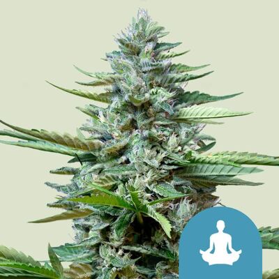 Royal Queen Seeds Cannabis Seeds Stress Killer Auto (High ) 3 Pcs Royal Queen Seeds Cannabis Seeds Stress Killer Auto (High ) 3 Pcs