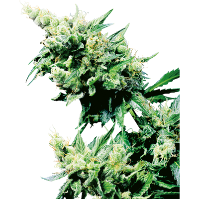 Sensi Seeds Hash Plant Regular - Compact Indica Cannabis Seeds Sensi Seeds Hash Plant Regular - Compact Indica Cannabis Seeds