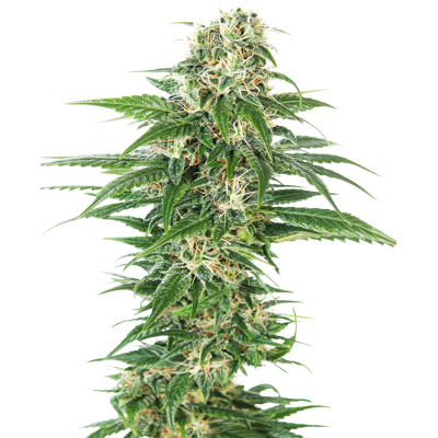 Sensi Seeds Cannabis Seeds Early Skunk Automatic® Feminized, 3-10 Pcs 10 Pcs Sensi Seeds Cannabis Seeds Early Skunk Automatic® Feminized, 3-10 Pcs 10 Pcs