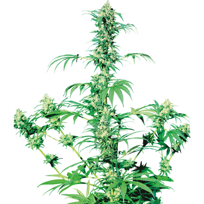 Sensi Seeds Cannabis Seeds Early Girl® Regular, 10 Pcs Sensi Seeds Cannabis Seeds Early Girl® Regular, 10 Pcs