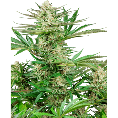 Sensi Seeds Cannabis Seeds Malibu Og Gold Feminized, 3-10 Pcs 5 Pcs Sensi Seeds Cannabis Seeds Malibu Og Gold Feminized, 3-10 Pcs 5 Pcs