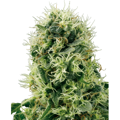 Sensi Seeds Cannabis Seeds Pure Power Plant Feminized By White Label, 3-10 Pcs 10 Pcs Sensi Seeds Cannabis Seeds Pure Power Plant Feminized By White Label, 3-10 Pcs 10 Pcs