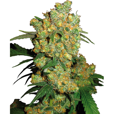 Sensi Seeds Cannabis Seeds Big Bud® Feminized, 3-25 Pcs 3 Pcs Sensi Seeds Cannabis Seeds Big Bud® Feminized, 3-25 Pcs 3 Pcs