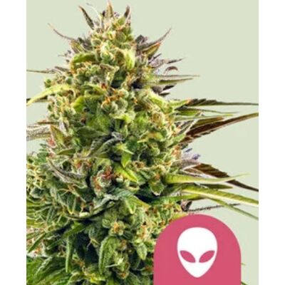 Royal Queen Seeds Cannabis Seeds Alien Og Feminized 1 Pcs Royal Queen Seeds Cannabis Seeds Alien Og Feminized 1 Pcs