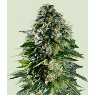 Royal Queen Seeds Cannabis Seeds Corkscrew Auto 5 Pcs Royal Queen Seeds Cannabis Seeds Corkscrew Auto 5 Pcs