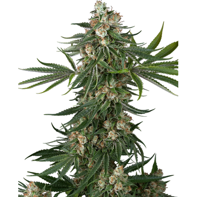 Sensi Seeds Cannabis Seeds Fallout Og Feminized 5+2 Pcs Sensi Seeds Cannabis Seeds Fallout Og Feminized 5+2 Pcs