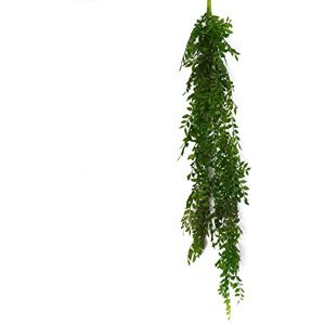 Leaf Design UK - String of Pearls Fern Plant - Dark Green Leaf Design UK - String of Pearls Fern Plant - Dark Green