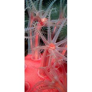 PeelitStickit Underwater, Undersea Wall Murals, ID-054, vinyl PeelitStickit Underwater, Undersea Wall Murals, ID-054, vinyl