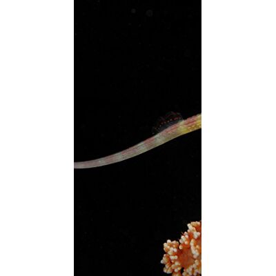 PeelitStickit Underwater, Undersea Wall Murals, ID-055, vinyl PeelitStickit Underwater, Undersea Wall Murals, ID-055, vinyl
