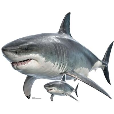 Iconicgreats - Great White Shark - 94cm tall - 120cm wide - Cardboard Cutout Iconicgreats - Great White Shark - 94cm tall - 120cm wide - Cardboard Cutout