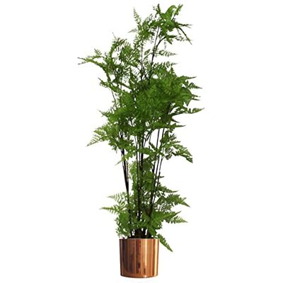 Leaf Design UK - Fern Foliage Plant 150cm - Artificial Plant Leaf Design UK - Fern Foliage Plant 150cm - Artificial Plant