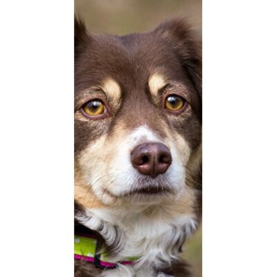 PeelitStickit Dog, Animal Wall Murals ID-118, vinyl PeelitStickit Dog, Animal Wall Murals ID-118, vinyl