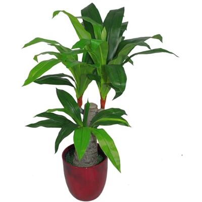 Leaf Design UK 75cm Artificial Dracaena Plant - Green, Wide Trunk, Triple Branch, Large, Unisex Leaf Design UK 75cm Artificial Dracaena Plant - Green, Wide Trunk, Triple Branch, Large, Unisex