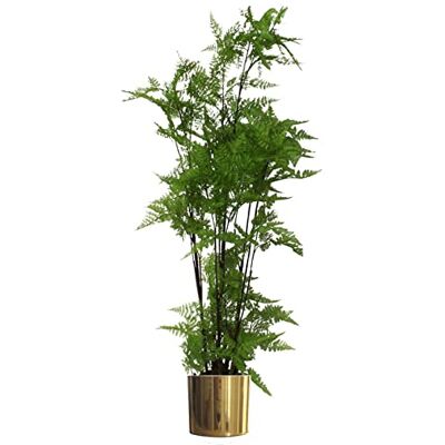 Leaf - Fern Moss Base - 150cm - Artificial Plant Leaf - Fern Moss Base - 150cm - Artificial Plant