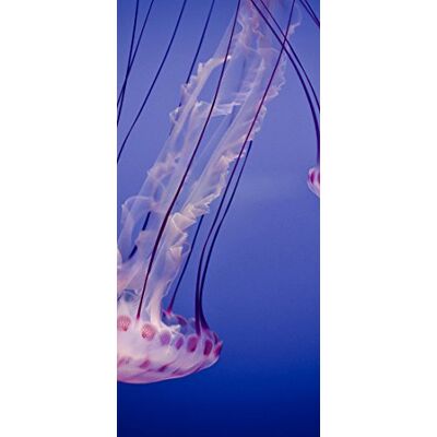 PeelitStickit Underwater, Undersea Wall Murals, ID-076, vinyl PeelitStickit Underwater, Undersea Wall Murals, ID-076, vinyl