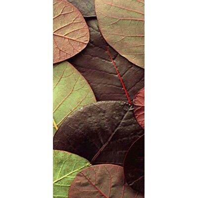 PeelitStickit Leaf, Beautiful Nature Wall Murals, ID-3290, vinyl PeelitStickit Leaf, Beautiful Nature Wall Murals, ID-3290, vinyl