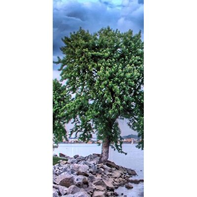 PeelitStickit , Beautiful Nature Wall Murals, ID-1440, vinyl PeelitStickit , Beautiful Nature Wall Murals, ID-1440, vinyl