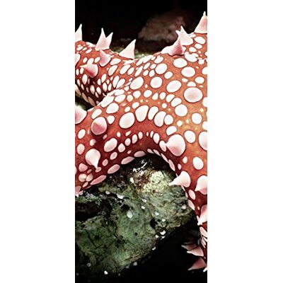 PeelitStickit Underwater, Undersea Wall Murals, ID-048, vinyl PeelitStickit Underwater, Undersea Wall Murals, ID-048, vinyl