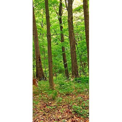 PeelitStickit , Beautiful Nature Wall Murals, ID-1241, vinyl PeelitStickit , Beautiful Nature Wall Murals, ID-1241, vinyl