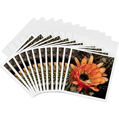 3dRose Decorative Colourful Garden Botanic Classic Plant Sw Southwest Desert Cactus Red Orange Rain Flower Greeting Cards, 6 by 6-inches, Set of 12 (gc_32390_2) 3dRose Decorative Colourful Garden Botanic Classic Plant Sw Southwest Desert Cactus Red Orange Rain Flower Greeting Cards, 6 by 6-inches, Set of 12 (gc_32390_2)