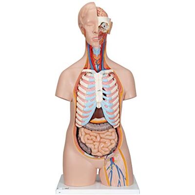 3B Scientific Model Classic Torso - Anatomical Model, Gender-Neutral, 16-Piece 3B Scientific Model Classic Torso - Anatomical Model, Gender-Neutral, 16-Piece