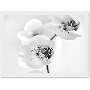 Artery8 Orchid Flower Black White A4 Artwork Framed Wall Art Print Artery8 Orchid Flower Black White A4 Artwork Framed Wall Art Print