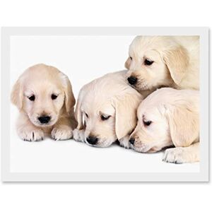 Artery8 - Puppys Golden Retriever - White - A4 - Framed Wall Art Print Artery8 - Puppys Golden Retriever - White - A4 - Framed Wall Art Print