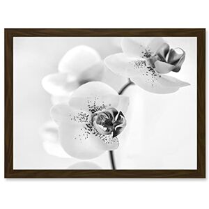 Artery8 Orchid Flower Black White A4 Artwork Framed Wall Art Print Artery8 Orchid Flower Black White A4 Artwork Framed Wall Art Print