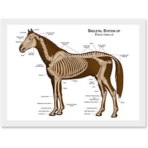 Artery8 - Horse Anatomy Diagram - A4 - Framed - Wall Art Artery8 - Horse Anatomy Diagram - A4 - Framed - Wall Art