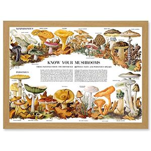Artery8 - Know Your Mushroom Identifier Chart - Wall Art Artery8 - Know Your Mushroom Identifier Chart - Wall Art
