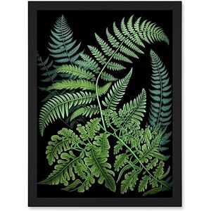 Artery8 - Fern Fronds Ernst Haeckel Style Dark Illustration Artwork - A4 Artery8 - Fern Fronds Ernst Haeckel Style Dark Illustration Artwork - A4