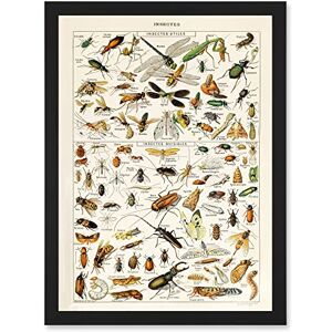 Artery8 - Millot Encyclopedia - Dragonfly - Wall Art Print Artery8 - Millot Encyclopedia - Dragonfly - Wall Art Print