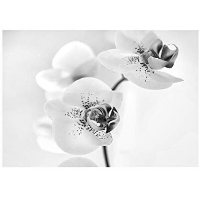 Wee Blue Coo Photo Nature Plant Orchid Flower Black White Wall Art Print Wee Blue Coo Photo Nature Plant Orchid Flower Black White Wall Art Print
