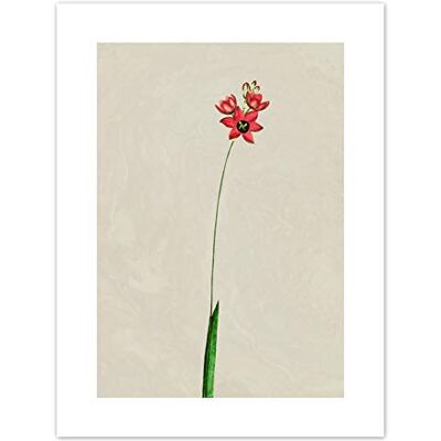 Fine Art Prints Vintage Flower Painting Illustration Art Print Canvas Premium Wall Decor Poster Fine Art Prints Vintage Flower Painting Illustration Art Print Canvas Premium Wall Decor Poster