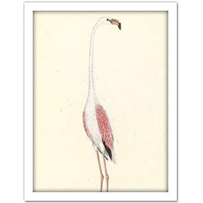Artery8 Gordon Greater Flamingo Bird Nature Drawing Artwork Framed Wall Art Print 18X24 Inch Artery8 Gordon Greater Flamingo Bird Nature Drawing Artwork Framed Wall Art Print 18X24 Inch