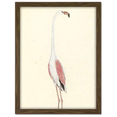 Artery8 Gordon Greater Flamingo Bird Nature Drawing Artwork Framed Wall Art Print 18X24 Inch Artery8 Gordon Greater Flamingo Bird Nature Drawing Artwork Framed Wall Art Print 18X24 Inch