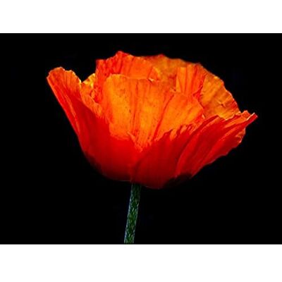 Wee Blue Coo Nature Photo Orange Poppy Flower Petal Plant Large Art Print Poster Wall Decor 18x24 inch Wee Blue Coo Nature Photo Orange Poppy Flower Petal Plant Large Art Print Poster Wall Decor 18x24 inch