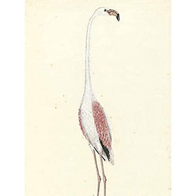 Artery8 Gordon Greater Flamingo Bird Nature Drawing Art Print Canvas Premium Wall Decor Poster Mural Artery8 Gordon Greater Flamingo Bird Nature Drawing Art Print Canvas Premium Wall Decor Poster Mural