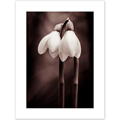 Fine Art Prints Two Snowdrops Photograph Art Print Canvas Premium Wall Decor Poster Fine Art Prints Two Snowdrops Photograph Art Print Canvas Premium Wall Decor Poster