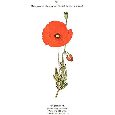 Fine Art Prints Flower Poppy Coquelicot Papaver Rhoeas Large Wall Art Print Canvas Premium Poster Fine Art Prints Flower Poppy Coquelicot Papaver Rhoeas Large Wall Art Print Canvas Premium Poster
