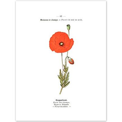 Fine Art Prints Flower Poppy Coquelicot Papaver Rhoeas Art Print Canvas Premium Wall Decor Poster Fine Art Prints Flower Poppy Coquelicot Papaver Rhoeas Art Print Canvas Premium Wall Decor Poster