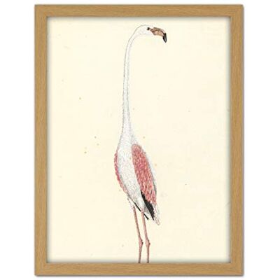 Artery8 Gordon Greater Flamingo Bird Nature Drawing Artwork Framed Wall Art Print 18X24 Inch Artery8 Gordon Greater Flamingo Bird Nature Drawing Artwork Framed Wall Art Print 18X24 Inch